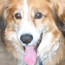 Riley and Murphy. Happy, Happy, Joy, Joy!