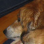 Riley and Murphy snuggin'.