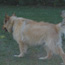 Nikoli going for a walk.